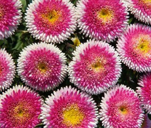 Aster Callistephus Chinensis – Pompon Hinomaru Flower Seeds