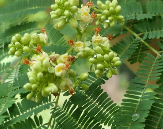 Libidibia Coriaria Divi Divi Small Tree Bonsai Seeds