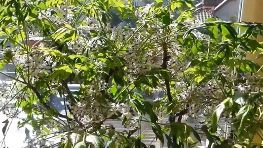 Melia Azedarach Shade Tree Persian Lilac Fragrant Ornamental – Flower