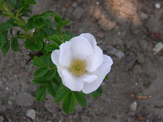 White Rugosa Rose Rosa Rugosa Albiflora – Perennial Shrub Flower Seeds