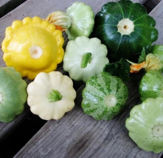 Scalloped Summer Squash Seeds
