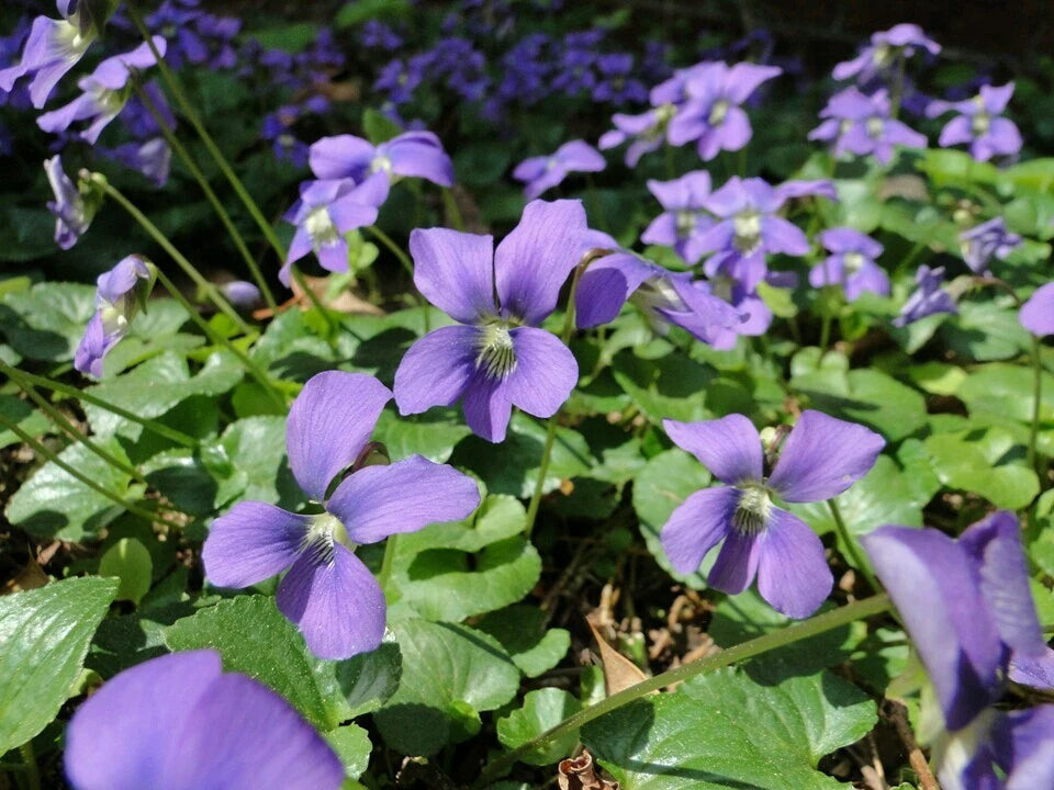 White Blue Violet Viola Sororia – Native Wildflower Seeds