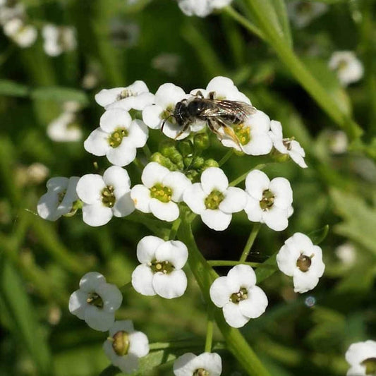 Tall White Sweet Alyssum – Hardy Wildflower Garden Seeds