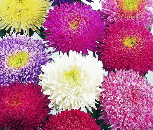 Aster Powder Puff Mixed Colors Callistephus Chinensis – Colorful Garden Flower Seeds