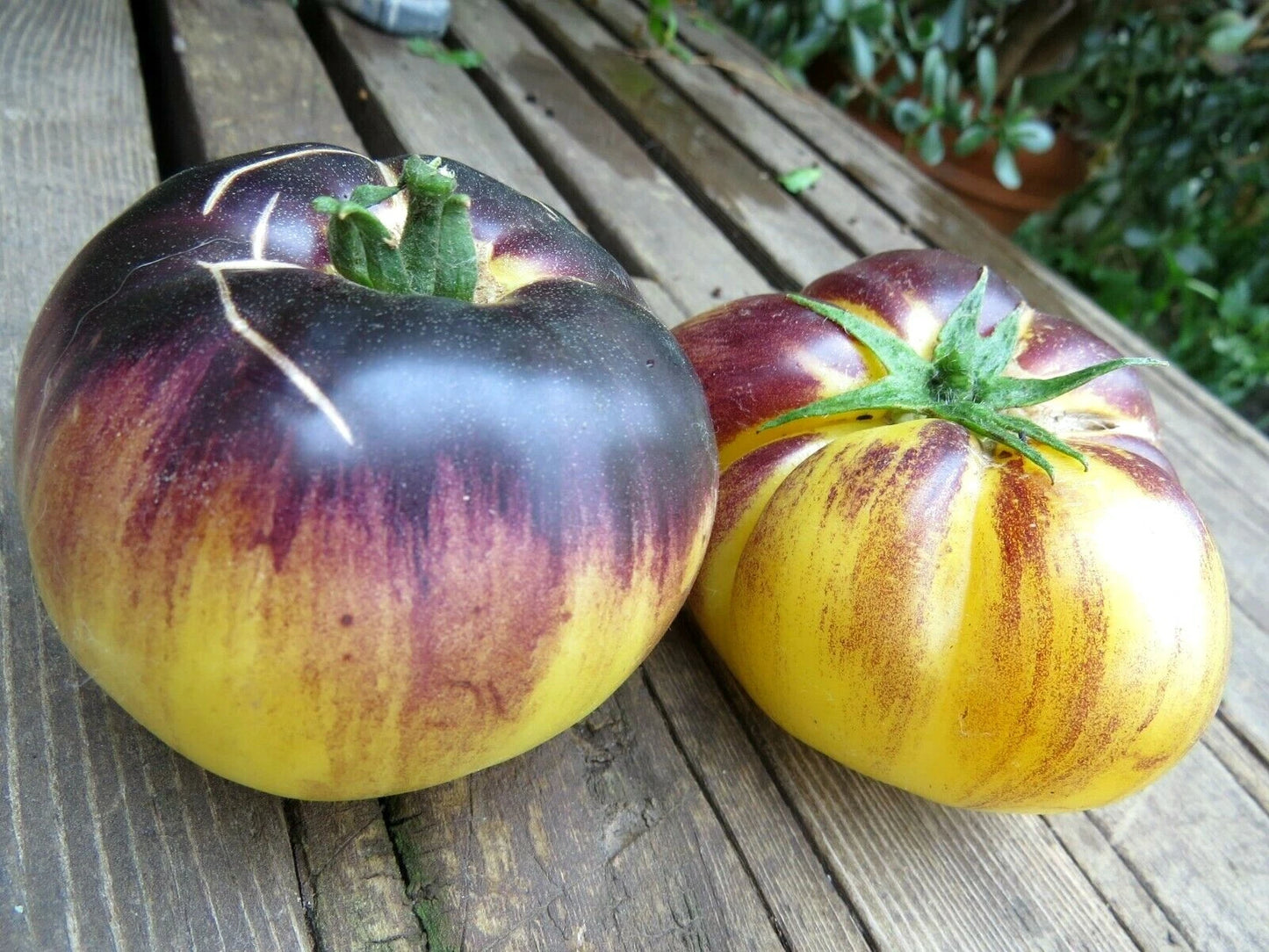 Sart Rolaise Tomato – Heirloom Vegetable Garden Seeds
