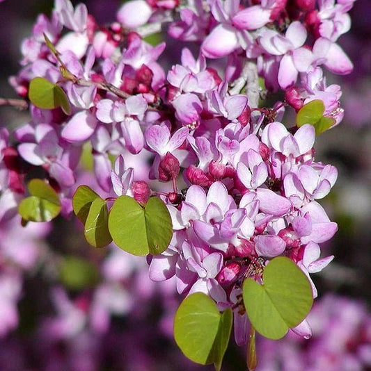 Western Redbud Cercis Occidentalis Cold Hardy Flowering Tree Seeds