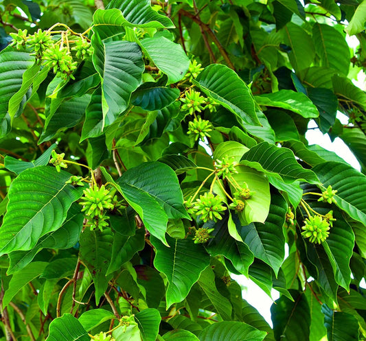 Happy Tree – Fruit Tree Seeds