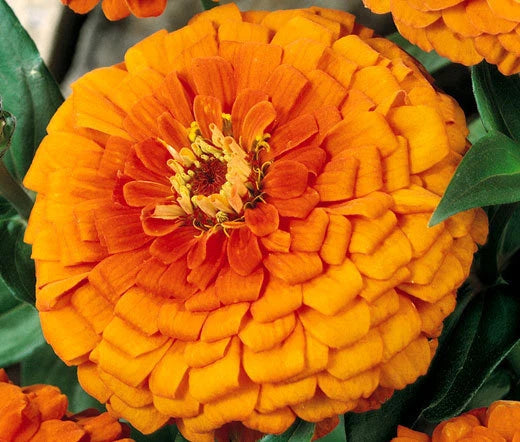 Zinnia Orange King Zinnia Elegans – Bright Garden Flower Seeds