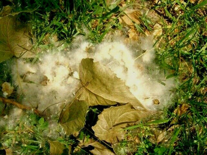 Eastern Cottonwood Populus Deltoides Hardy Ornamental Tree Seeds
