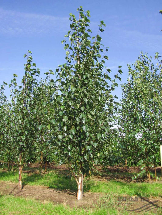 Chinese Red Birch – Perennial Fruit Seeds for Planting