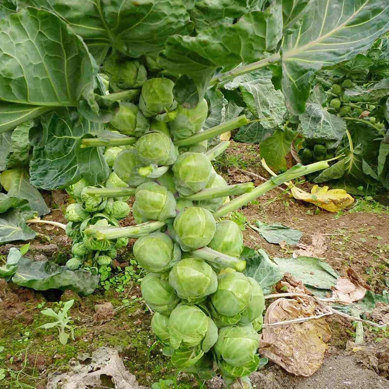 Brussels Cabbage – Hardy Vegetable Seeds