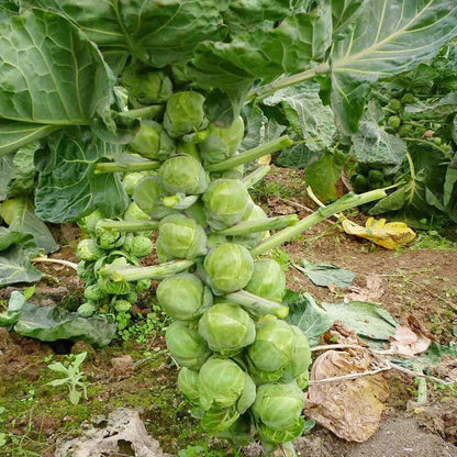 Brussels Cabbage – Hardy Vegetable Seeds
