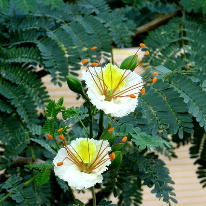 Delonix Elata – Tropical White Gulmohar Bonsai Tree Seeds