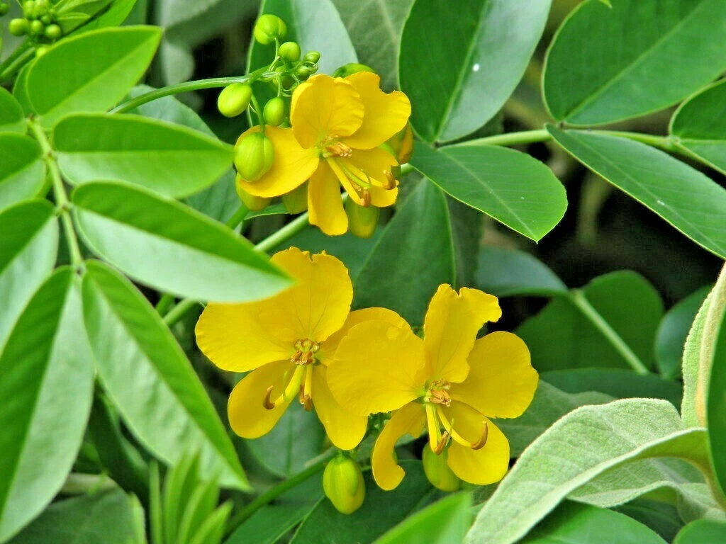 Argentine Senna Senna Corymbosa – Flowering Shrub Seeds