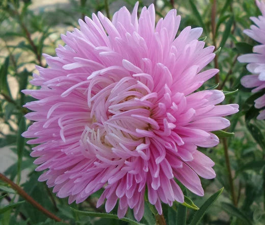 Aster Gremlin Light Rose Double Callistephus Chinensis – Colorful Garden Flower Seeds
