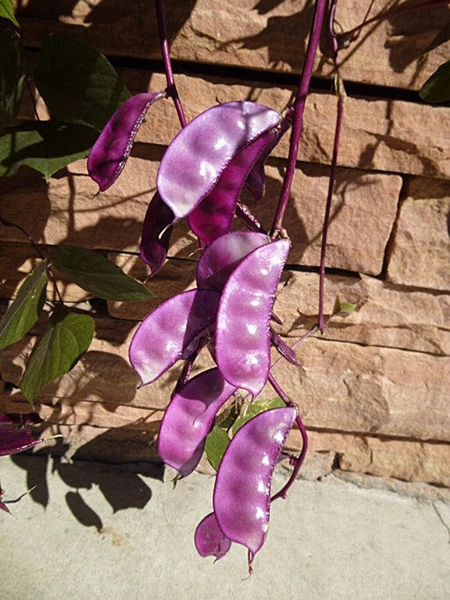 Lablab Purpureus Hyacinth Bean Vine Nitrogen Fixing Seeds