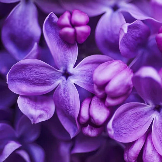 Purple Lilac Seeds For Planting Stunning Purple Flower Landscaping Or Bonsai Image