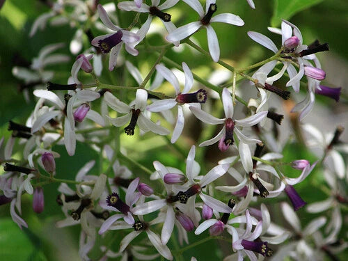 Melia Azedarach Shade Tree Seeds Persian Lilac Fragrant Ornamental Garden Flower Seeds for Home and Garden