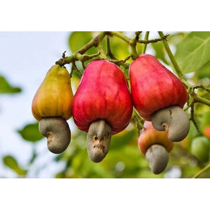 Cashew Nut Apple Seeds Anacardium Occidentale Organic Rare tropical Plantation - Fruit Seeds