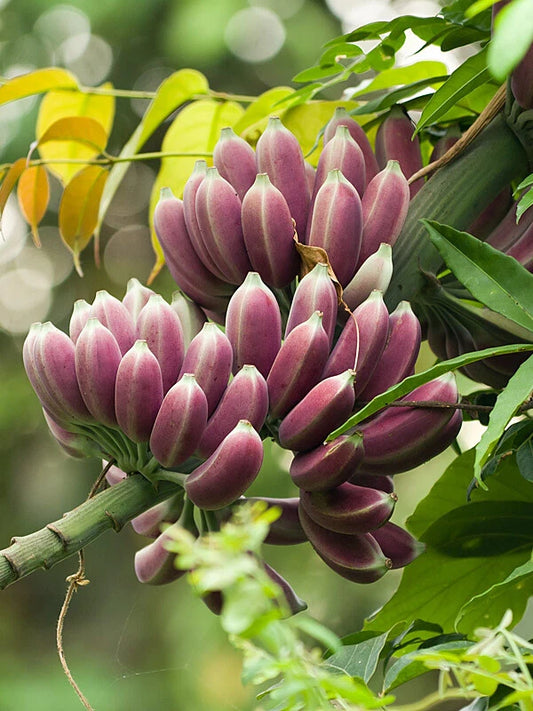 Burmese Blue Banana Musa Itinerans Cold Hardy Fruit Tree Seeds