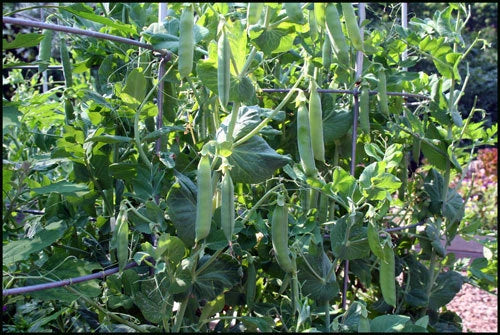 Lincoln Pea Seeds – Garden Vegetable Seeds