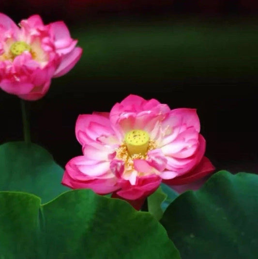 Sacred Lotus Mixed Color Indoor Outdoor Pond Flower Seeds