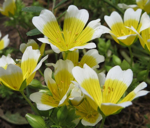 Meadowfoam Limnanthes Douglasii – Perennial Garden Flower Seeds