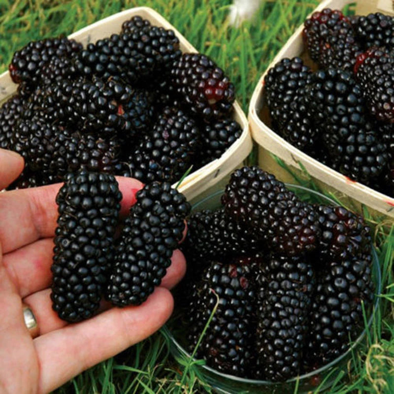 Black Mulberry Morus Nigra – Hardy Fruit Tree Seeds