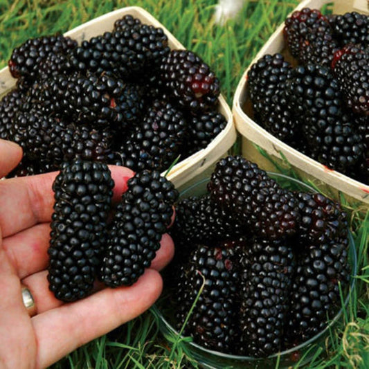 Black Mulberry Morus Nigra – Hardy Fruit Tree Seeds