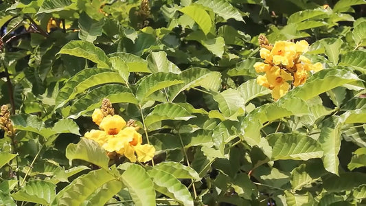 Markhamia Lutea Seeds Nile Tulip Trumpet or Siala Shrub or Small Tree Category eg, Flower Seeds