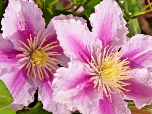 Piilu Clematis Climbing Perennial Flower Seeds