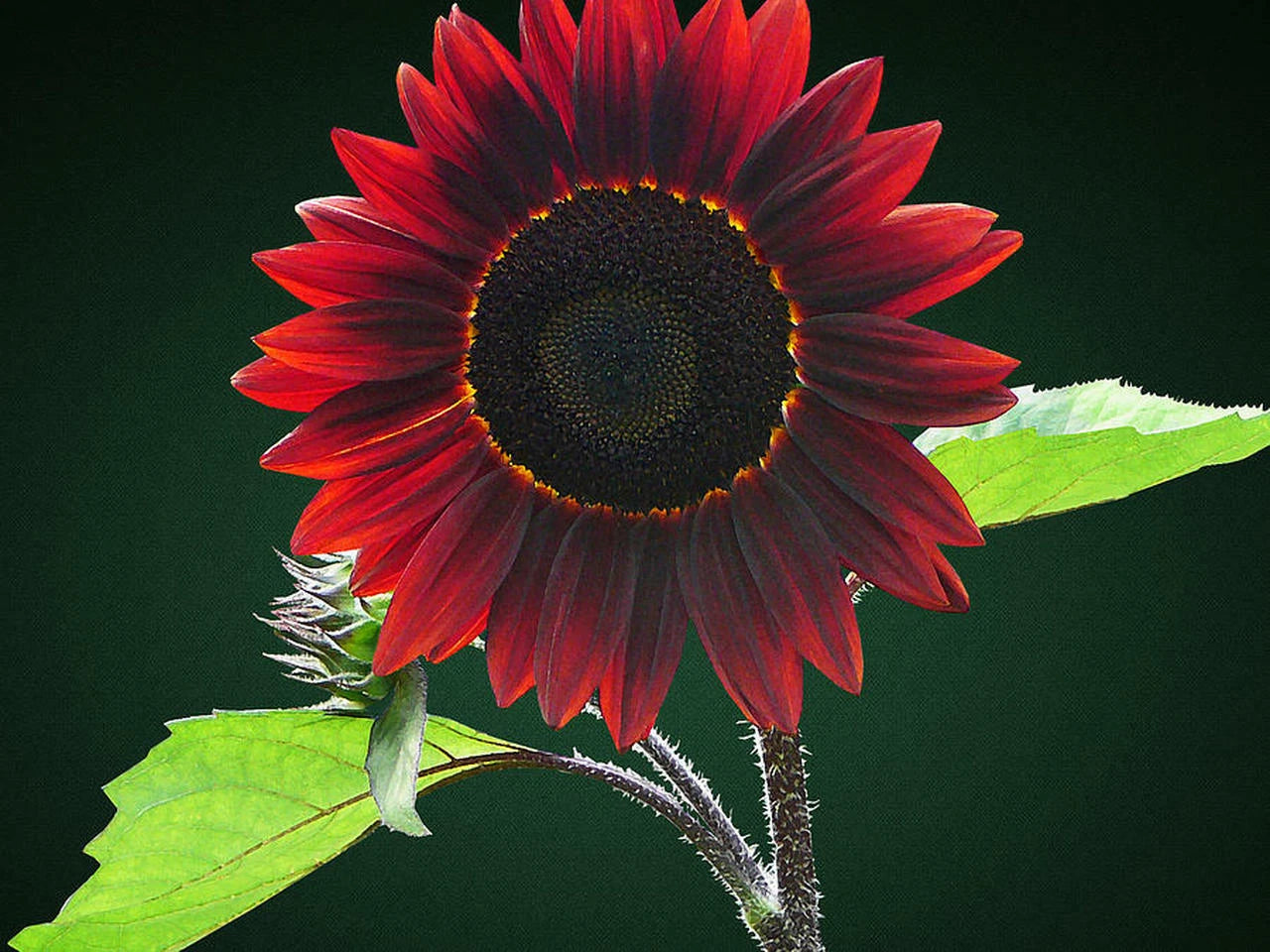 Chocolate Sunflower Seeds for Planting Exotic Flowers Flower Seeds for your garden