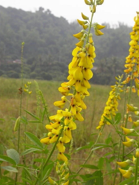 Crotalaria Pallida Smooth Rattlebox Rattlepod Perennial Edible Herb – Perennial Flower Seeds