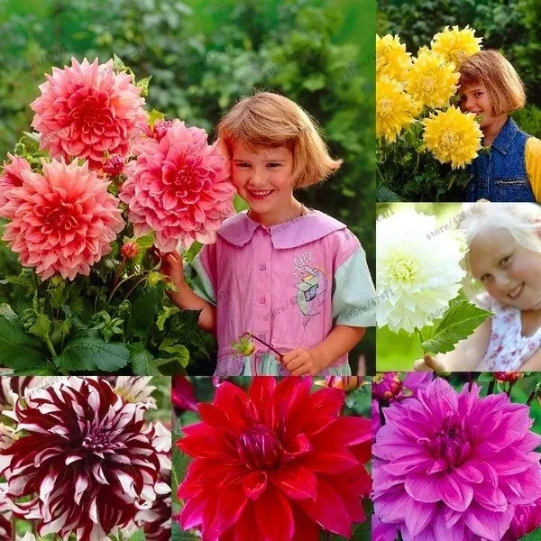 Dahlia Mixed Colors – Colorful Garden Flower Seeds