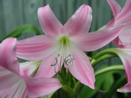 Crinum Lily Vegetable Seeds for your garden