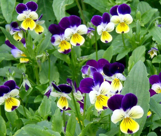 Johnny Jump Up Viola Cornuta – Hardy Garden Flower Seeds