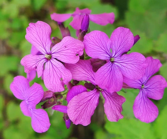 Dames Rocket Flower Seeds for Planting Hesperis matronalis ( Seeds)