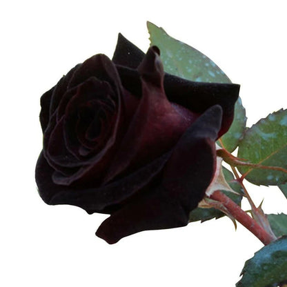 Black Rose – Perennial Garden Flower Bush Seeds