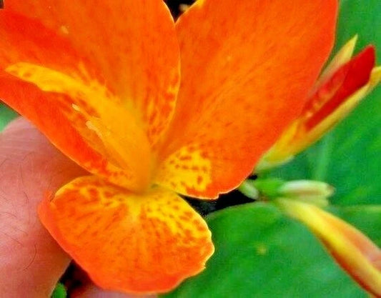 Canna Orange Punch Vibrant Flower Garden Seeds