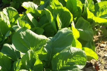 Mustard Florida Broadleaf – Garden