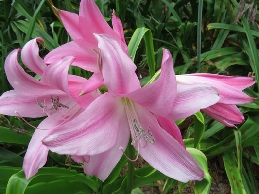 Crinum Lily Birthday – Garden Flower Seeds for Planting