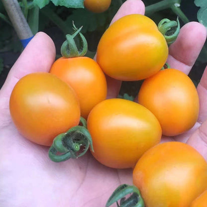 Cherry Pear Yellow Tomato – Vegetable Seeds