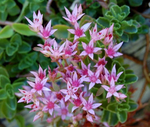 Sedum Stolon Stonecrop Sedum Stoloniferum – Hardy Ground Cover Flower Seeds