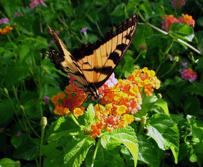Lantana Camara – Fragrant Flowering Shrub Garden Seeds