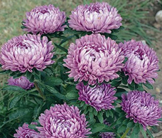Aster Milady Lilac Dwarf Callistephus Chinensis – Colorful Garden Flower Seeds