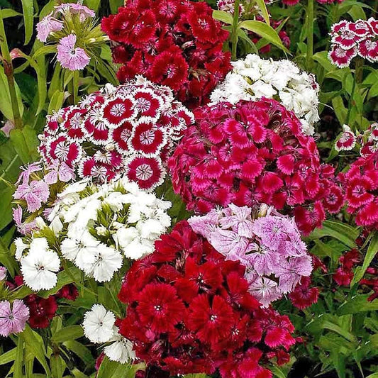 Sweet William – Colorful Wildflower Garden Seeds
