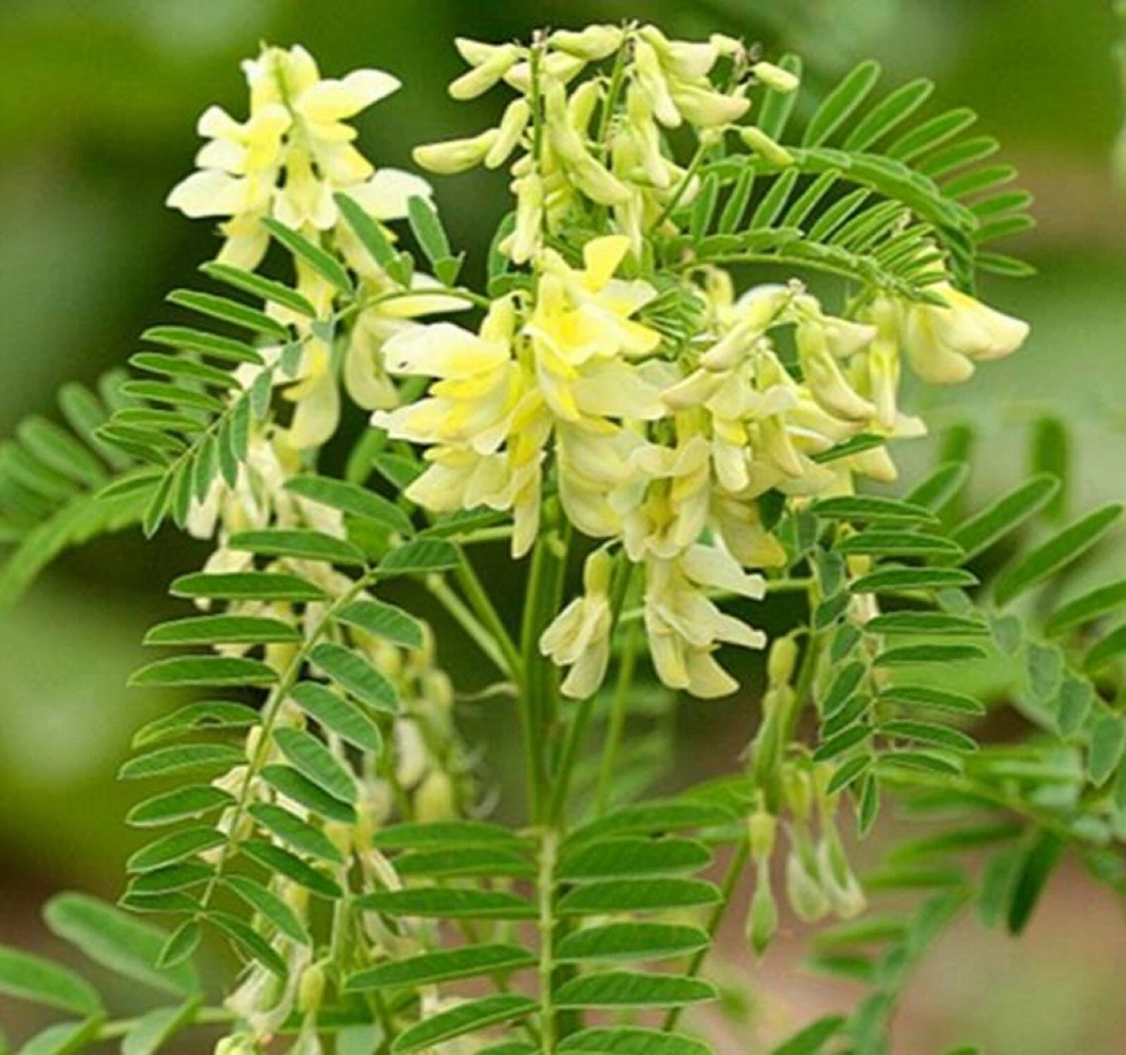 Astragalus Membranaceus Milkvetch Perennial Herb Seeds