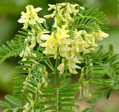 Astragalus Membranaceus Milkvetch Perennial Herb Seeds