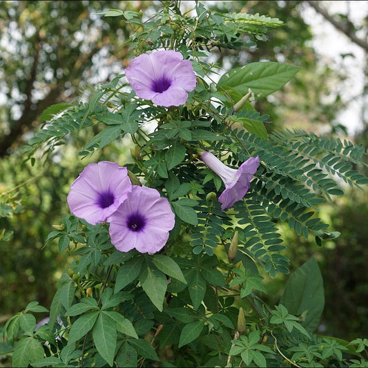 Cairo Morning Glory Ipomoea Cairica – Climbing Garden Flower Seeds