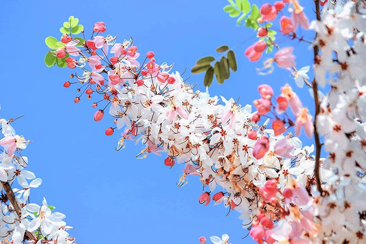 Pink Shower Tree - Cassia Grandis … – Image